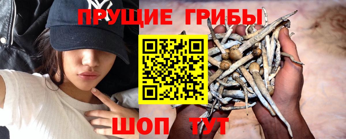 Галлюциногенные грибы GOLDEN TEACHER Сосновоборск